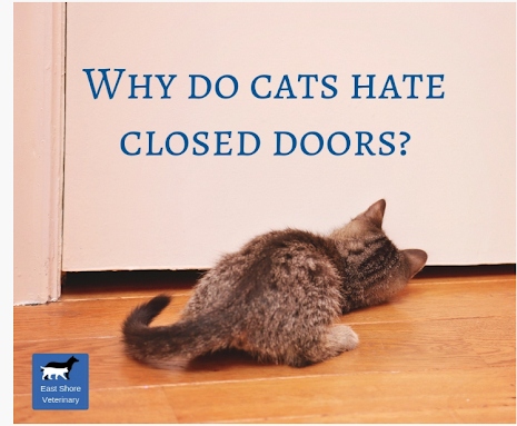 One potential reason your cat may hate closed doors is because they feel trapped and enclosed.