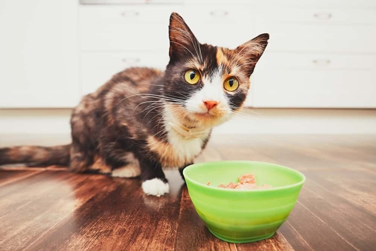 One reason cats may beg for food even when their bowl is full, is because they prefer to eat smaller meals more frequently throughout the day.