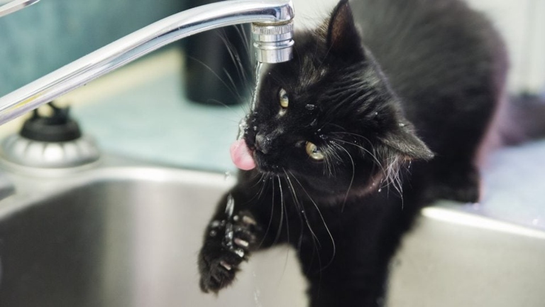 One reason cats may enjoy drinking from moving water is that it can help keep their whiskers clean and comfortable.