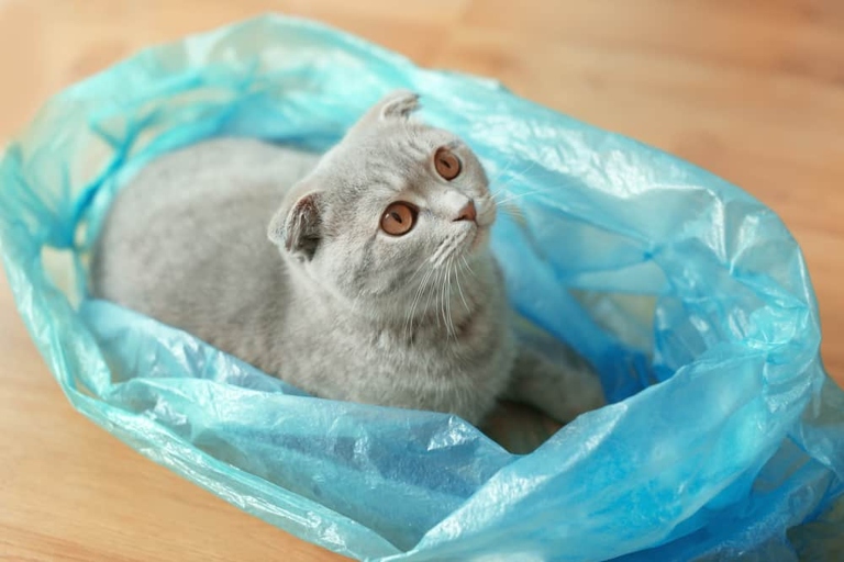 One reason cats may enjoy sitting on plastic bags is because the bags provide insulation.