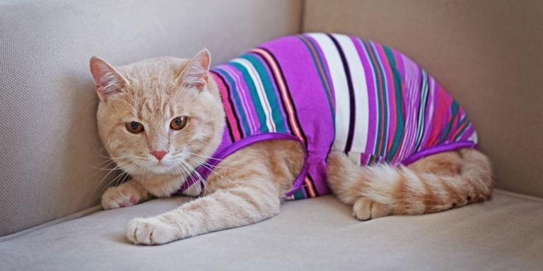 One reason cats may fall over when you dress them is because they are not used to the sensation of wearing clothes.