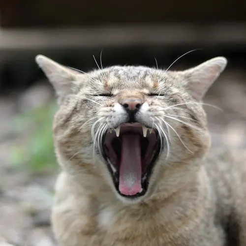 One reason cats may hate singing is because it is loud.
