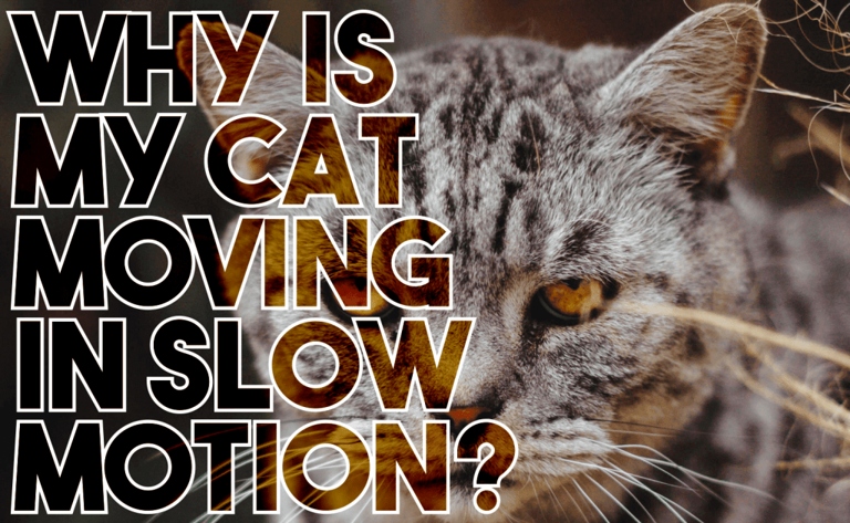 One reason cats may have trouble detecting slow movements is that they have a high visual refresh rate.