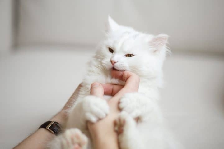 One reason cats may not like their paws touched is because of past trauma experiences.