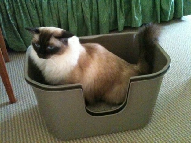 One reason cats may pee in the sink is that they see it as an extension of their litter box.