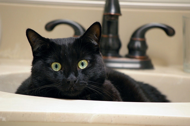 One reason cats may prefer to urinate in the sink is that the cool, hard surface feels good on their paws.