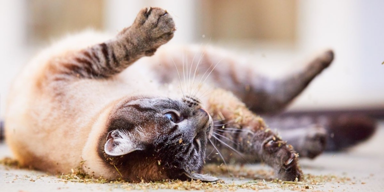 One reason cats roll in dirt is to cool off.