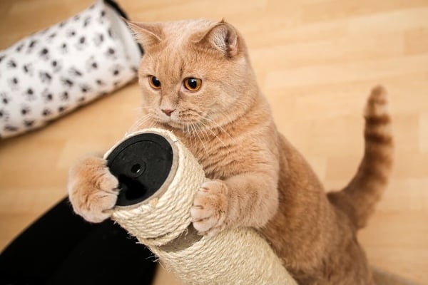 One reason why cats need scratching posts is because they have a natural instinct to scratch.