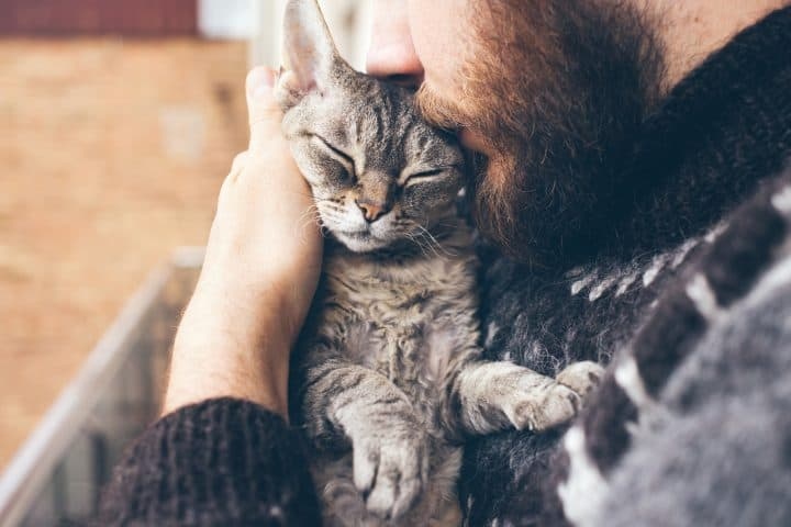One reason your cat may be purring constantly is because they need your attention.
