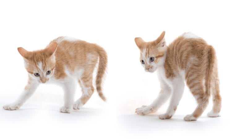 One reason your cat may be running sideways is because they are scared.