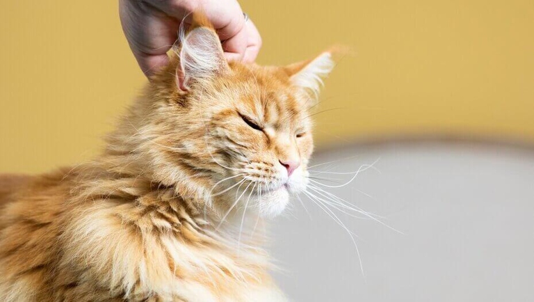 One reason your cat's ears may be hot is because they have an ear infection.