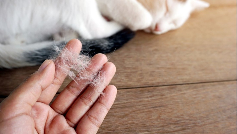 One reason your house cat may be shedding more in the spring is because of the change in daylight.