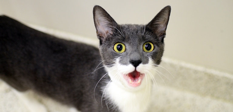 One reason your kitten may not be meowing is because they prefer a different type of vocalization.