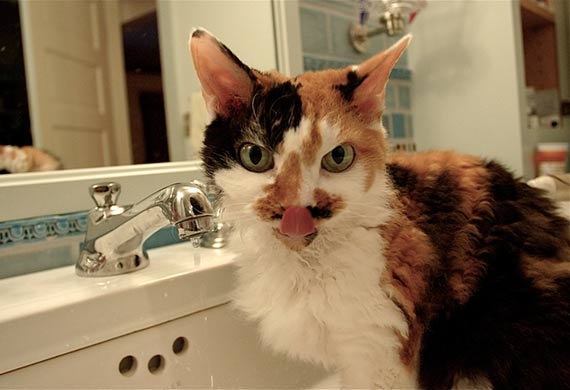 One simple way to improve your cat's health is to make sure they are properly hydrated.