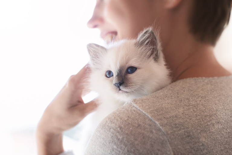 One way to help ensure your kitten grows into a cuddly cat is to play with her regularly.