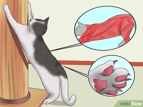 One way to keep your cat from destroying your curtains is to keep their claws trimmed.
