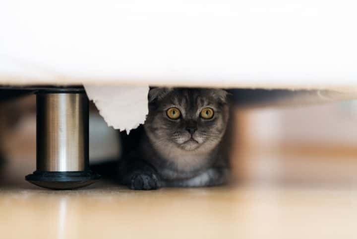 One way to keep your cat from going under the bed is to keep the bedroom door closed.