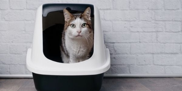 One way to keep your cat's litter box from being an eyesore is to consider litter attractants.