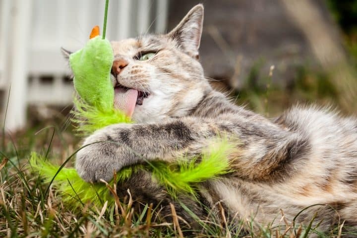 One way to redirect your cat's toy licking is to offer them a different toy to lick.