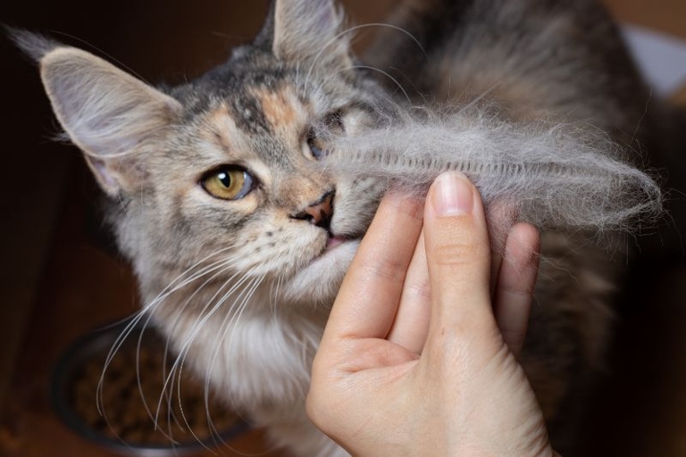 One way to reduce your cat's shedding is to upgrade their diet.