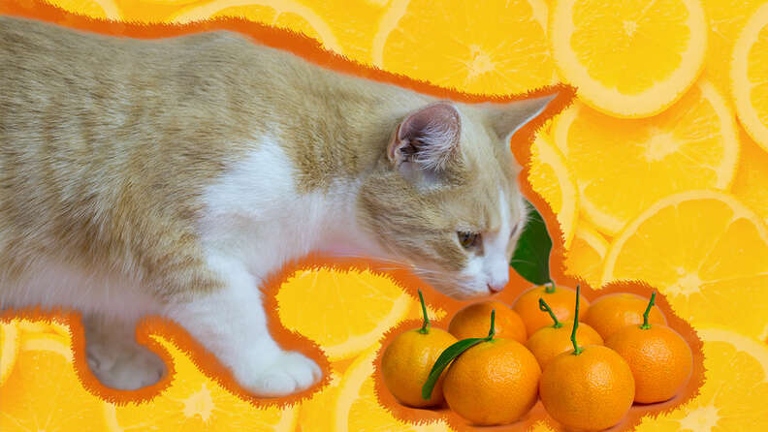 Oranges are toxic to cats and can cause them to have an upset stomach.