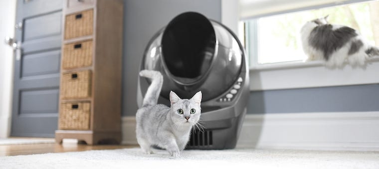 Paying attention to the volume of your cat's urine can be a helpful way to monitor their health.