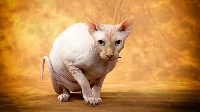 Pet insurance is a must for Sphynx cat owners.