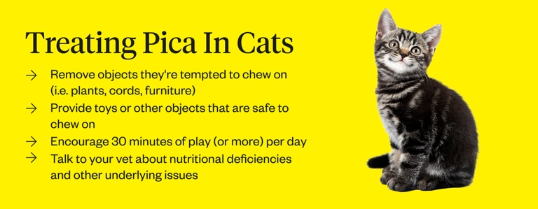 Pica is a condition in which cats eat non-food items.