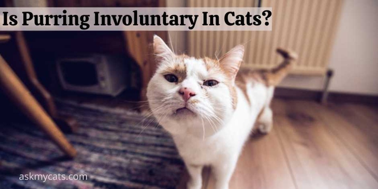Purring is usually a voluntary behavior in cats, but there are some instances where it may be involuntary.