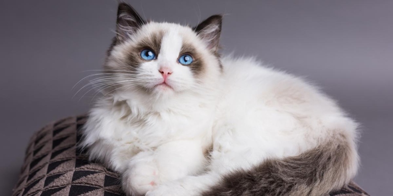 Ragdoll cats are a medium-sized breed, and they typically weigh between 10 and 20 pounds.