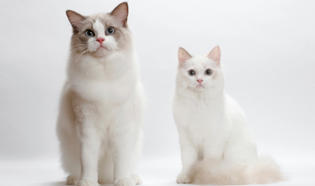 Ragdoll cats are a medium to large sized breed, with males typically weighing between 15 and 20 pounds, and females usually weighing between 10 and 15 pounds.