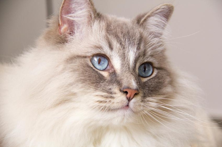 Ragdolls are a large breed of cat, and as such, are prone to certain health problems.