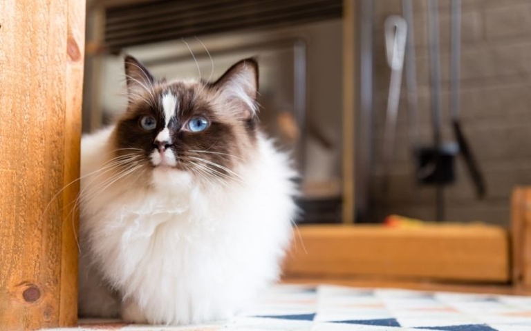 Ragdolls are a large breed of domesticated cat, typically weighing between 12 and 20 pounds.