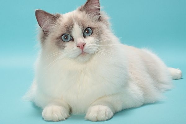 Ragdolls are a medium to large sized cat breed and they typically live for 12-18 years.