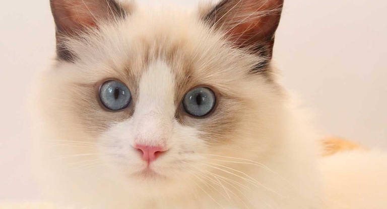 Ragdolls are a relatively large breed of cat, and they continue to grow until they are around 3-4 years old.