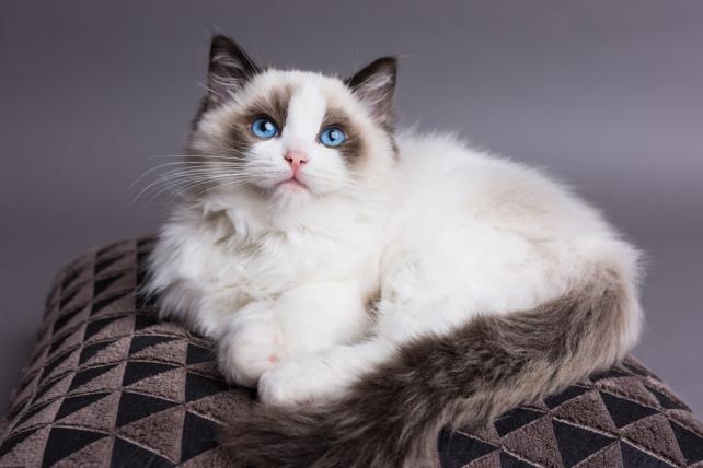 Ragdolls are gentle, loving cats that thrive on human companionship, making them ideal pets for families with children.