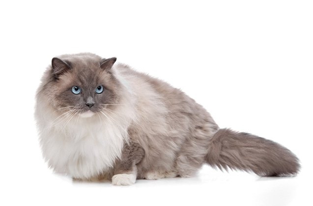Ragdolls can get parasites, which are small organisms that live off of other organisms.