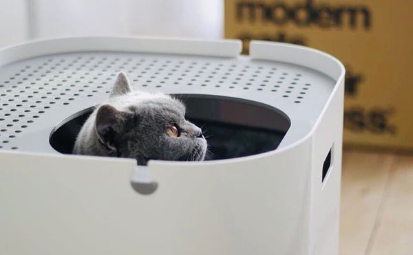 Regular litter box maintenance is a must in order to keep your cat healthy and happy.