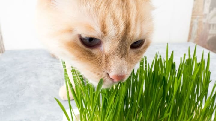 Scientists believe they have discovered why cats consume grass - to help them vomit up hairballs.