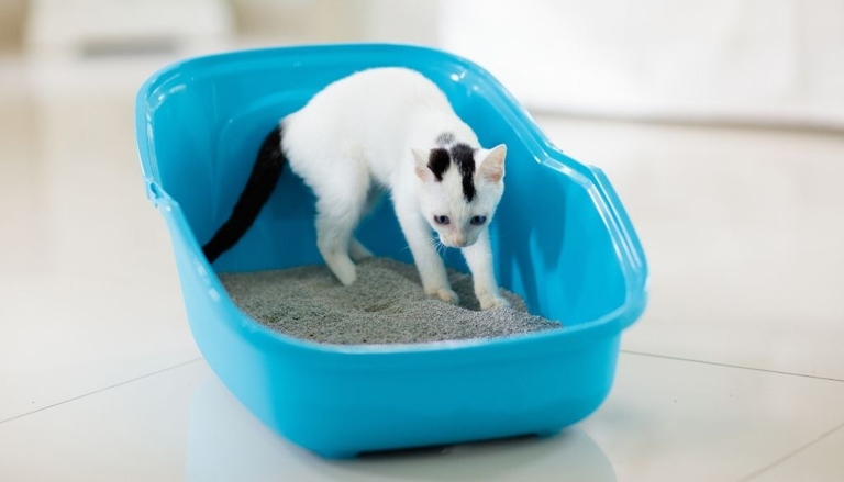 Sharing a litter box can help reduce territorial disputes between cats and also make it easier for you to keep an eye on your cats' bathroom habits.