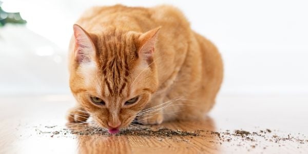 Some cats are not attracted to catnip, which means that they will not be attracted to a catnip-laced litter box.