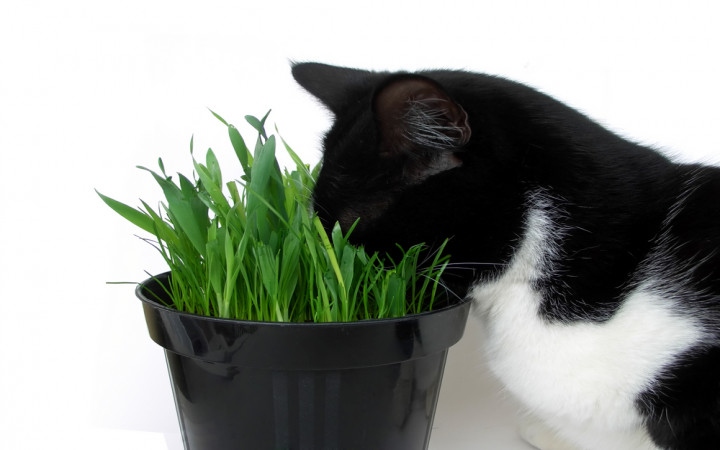 Some cats love catnip while others are indifferent to it, there is no way to predict how your cat will react to catnip.