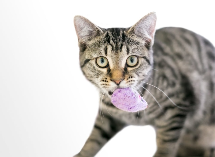 Some cats may even bring their toys to their owners as a way of showing their affection. Many cats enjoy playing with toys and will often carry them around in their mouths.