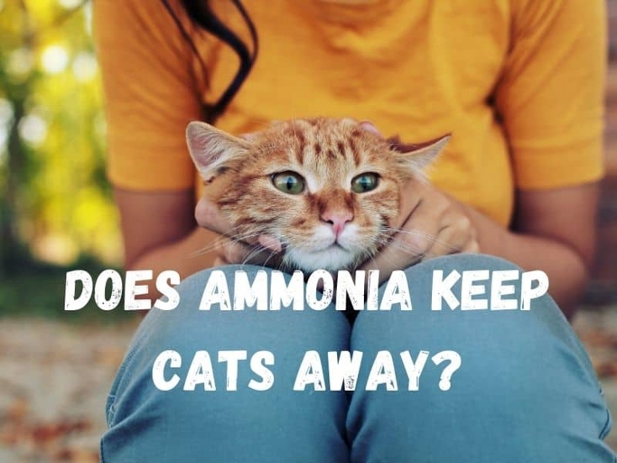 Some people believe that cats enjoy the bathroom smells because they are attracted to the scent of ammonia.