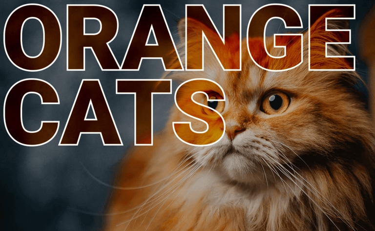 Some people believe that orange cats are not as intelligent as other cats, but there are also many benefits to owning an orange cat.