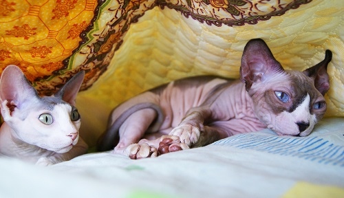 Sphynx cats require more maintenance than most other cats, as they need to be bathed and have their ears cleaned regularly.