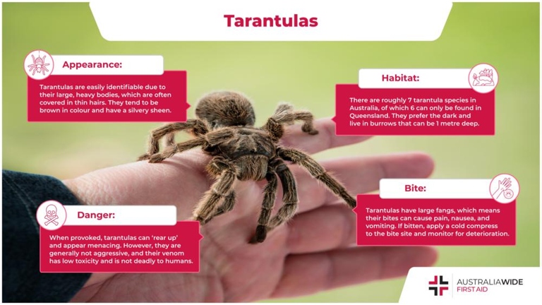 Tarantulas are not typically aggressive, and will only bite humans if they feel threatened.