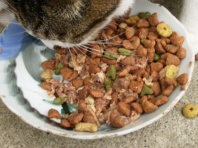 Taste of the Wild is a popular brand of cat food that is known for its high quality ingredients. The company was founded in 2001 by a group of veterinarians and animal nutritionists.