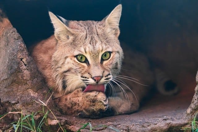 The average house cat weighs between 8 and 10 pounds, while the average male bobcat weighs between 20 and 30 pounds.