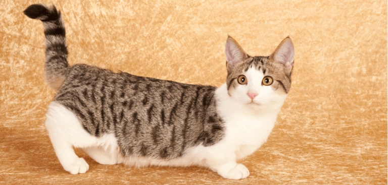 The average price of a Munchkin cat is $600.